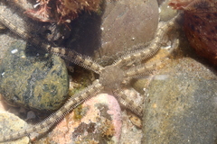 Ophionereis annulata