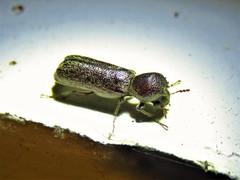 Amphicerus bicaudatus