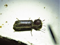 Amphicerus bicaudatus