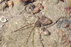 Ophionereis annulata