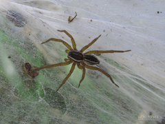 Diapontia uruguayensis
