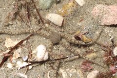 Ophionereis annulata