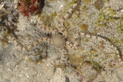 Ophionereis annulata