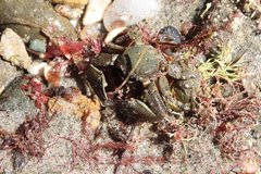 Petrolisthes cabrilloi