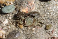 Petrolisthes cabrilloi