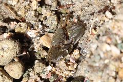 Petrolisthes cabrilloi