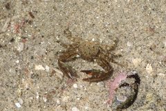 Petrolisthes cabrilloi