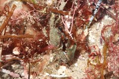 Petrolisthes cabrilloi