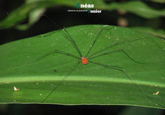 Holcobunus nigripalpis