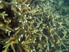 Acroporidae