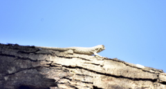 Urosaurus bicarinatus