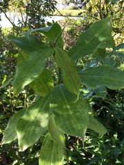 Costus woodsonii