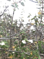 Clinopodium chandleri