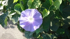 Ipomoea nil