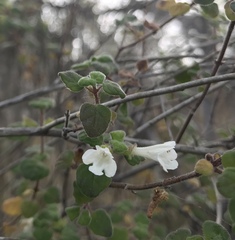 Clinopodium chandleri