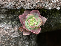 Aeonium haworthii