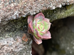 Aeonium haworthii