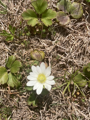 Anemone berlandieri