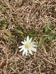 Anemone berlandieri