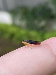 Dilobopterus costalimai