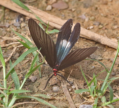 Histia flabellicornis