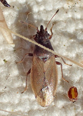 Cymidae