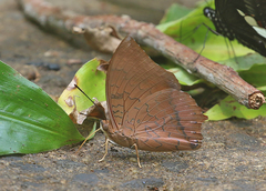 Charaxes bernardus