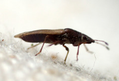 Cymidae
