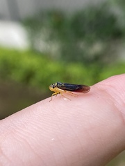 Dilobopterus costalimai