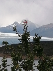 Embothrium coccineum