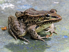 Lithobates magnaocularis