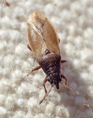 Cymidae