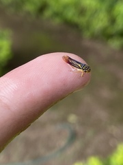 Dilobopterus costalimai