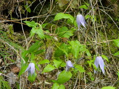 Clematis occidentalis grosseserrata