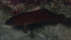 Rypticus subbifrenatus