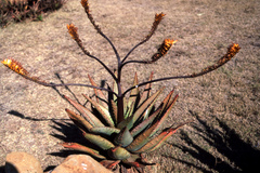 Aloe