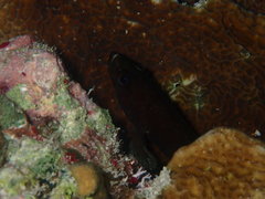 Rypticus subbifrenatus