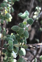Clinopodium chandleri
