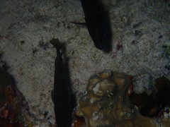 Rypticus subbifrenatus