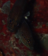 Rypticus subbifrenatus