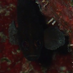 Rypticus subbifrenatus