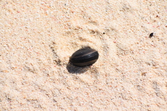Mucuna sloanei