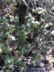 Clinopodium chandleri
