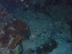 Rypticus subbifrenatus