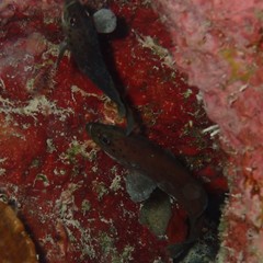 Rypticus subbifrenatus