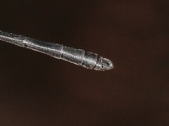 Lestoidea brevicauda