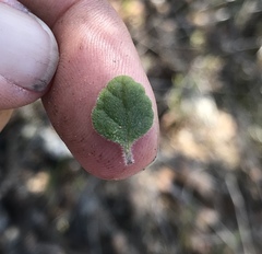Clinopodium chandleri