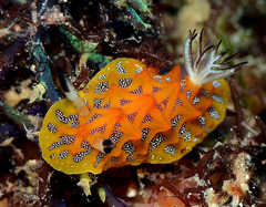 Halgerda indotessellata