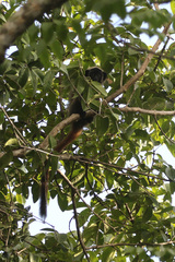Callicebus coimbrai