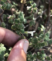 Clinopodium chandleri